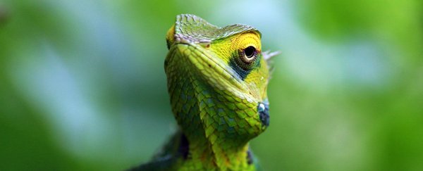 3 in 4 reptile pets die in the first year so maybe humans don't deserve them