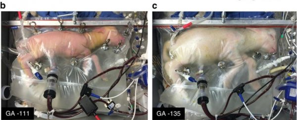 The 10 most popular scientific papers everyone was talking about this year