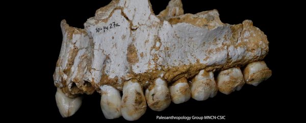 Neanderthal dental records shows they were taking prehistoric aspirin