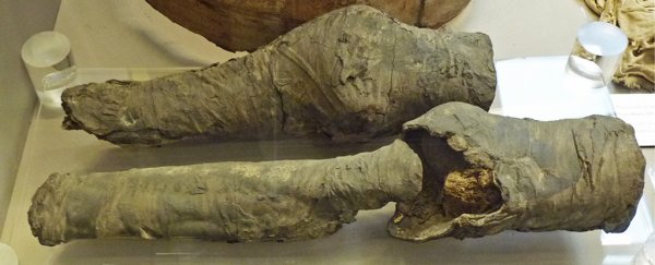 Scientists say these mystery knees belonged to Egypt's Queen Nefertari