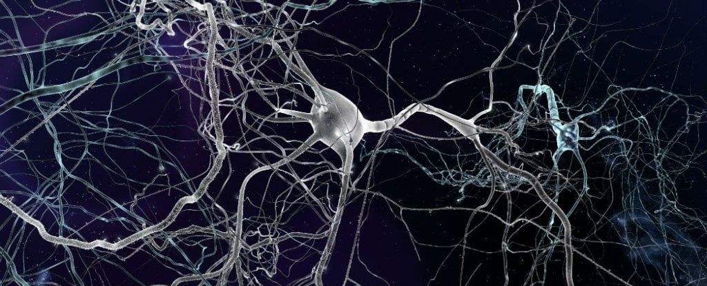 New Protein-Blocking Drug Could Halt Age-Related Memory Loss : ScienceAlert