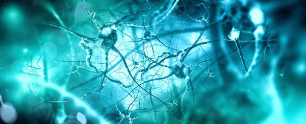 Scientists discover how the brain helps the body fight bacteria