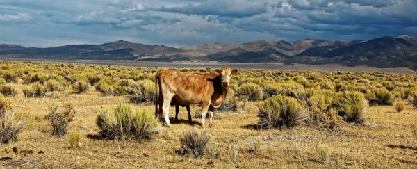 Scientists Want to Genetically Engineer Heat-Resistant Cows to Survive Climate Change