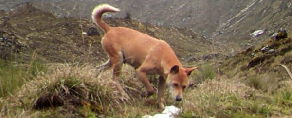 The world's rarest and most ancient dog has been re-discovered in the wild
