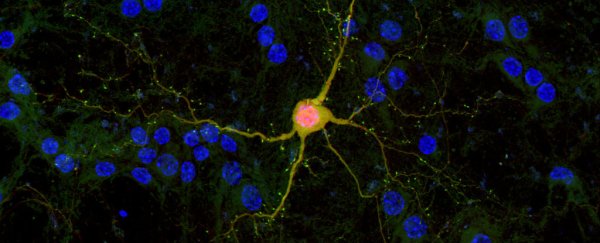 This new technique allows scientists to inject healthy nerve cells into damaged brains