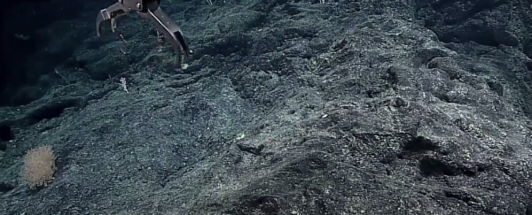 Watch: A robot just explored 2,100 metres below the Pacific Ocean
