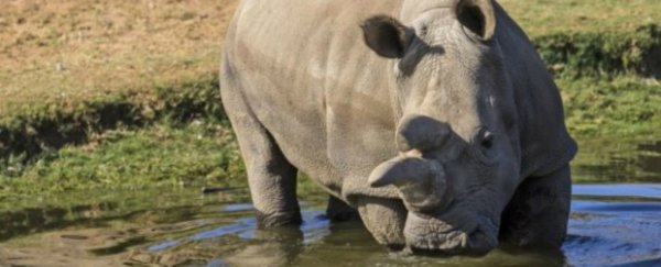There are now only three northern white rhinos left on the planet