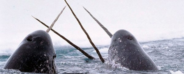 Narwhals can 'see' unlike any other animal on Earth