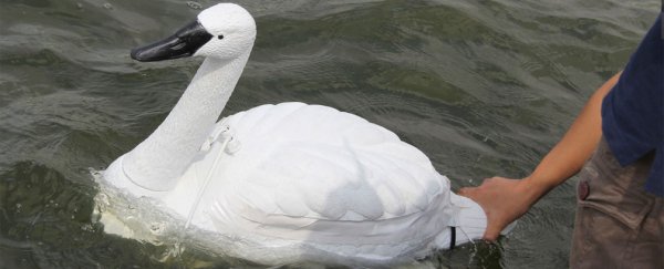 Singapore deploys robot swans to monitor pollution and look serene while doing so