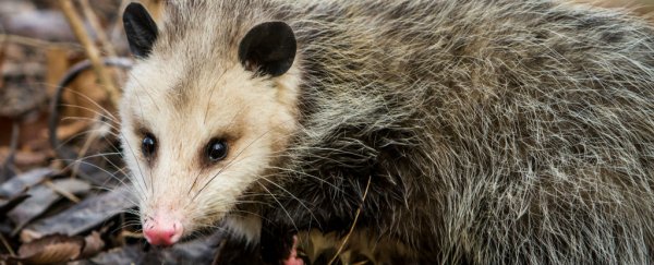 WATCH: Opossum mum casually carries 15 babies on her back
