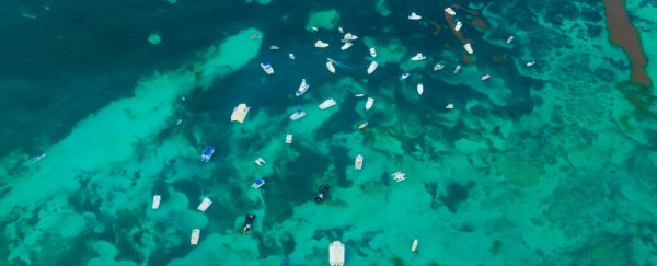 Disease is spreading through our oceans like never before, report finds