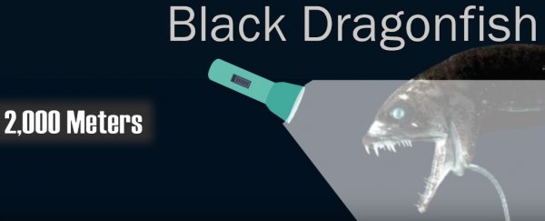 WATCH: The ocean is so much deeper than you think