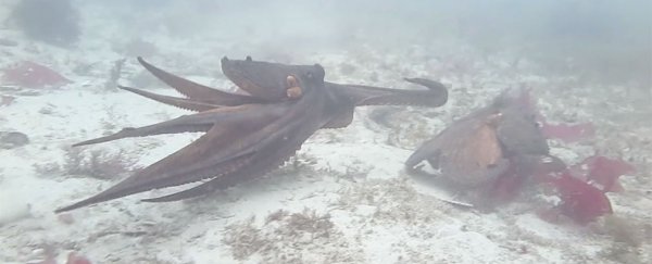 Watch: Octopus brings a seashell to a tentacle fight