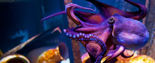 Octopuses are able to 'see' with their skin, new research finds