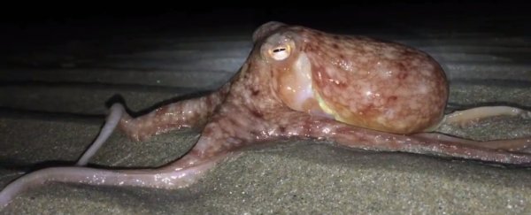 A team of octopuses has been caught crawling out of the sea in Wales