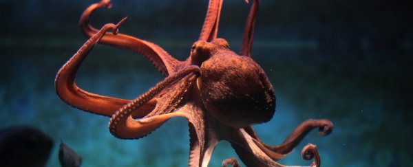 This amazing new material changes shape just like an octopus