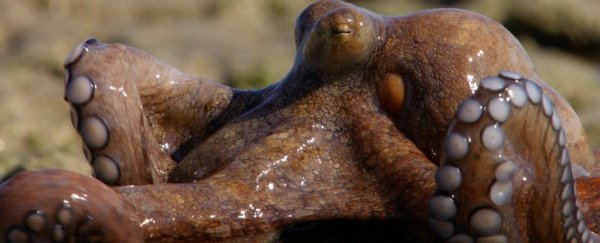 WATCH: David Attenborough Explains How These Weird Australian Octopuses Hunt On Land