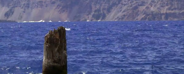 This tree trunk has been floating upright for 120 years - and no one knows why