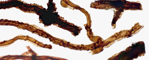 At 440 million years old, this fungus is the earliest land-based life ever found