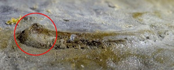 This 530-million-year-old fossil could be the oldest eye ever discovered