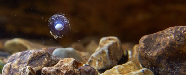 Super-rare 'dragon eggs' are about to hatch in a Slovenian cave