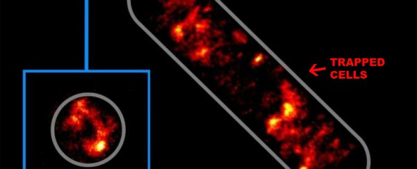 Scientists have developed an optical tractor beam to study cells
