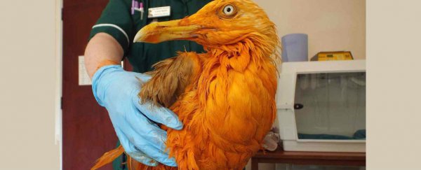 This seagull turned bright orange after falling into a vat of chicken tikka masala