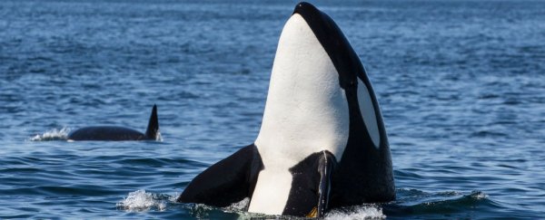 Bacteria linked to human disease have been found in orca blowholes