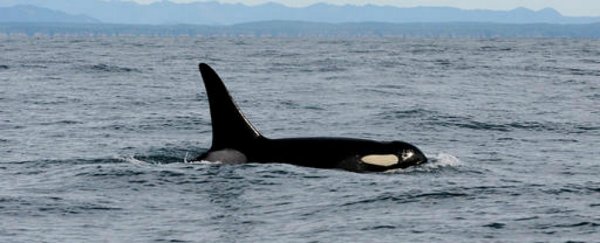 It's official: A rare orca has been killed by satellite tagging complications