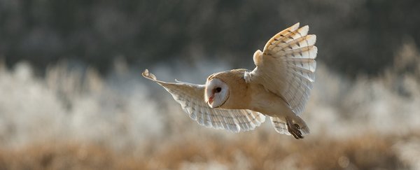 Owl wings could teach us to make quieter turbines and aircraft
