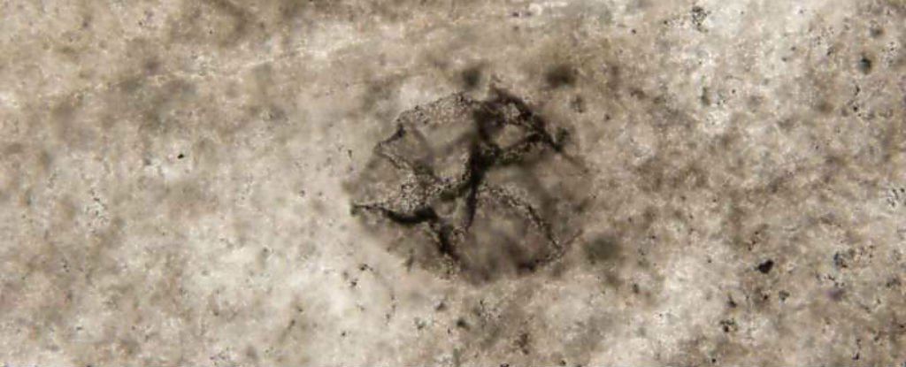 These 2.5BillionYearOld Bacteria Predate The Rise of