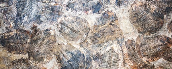 Oxygen surge 400 million years ago helped trigger an explosion in biodiversity