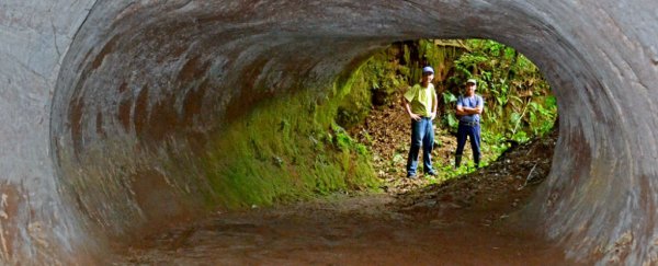 This massive tunnel in South America was dug by ancient mega-sloths
