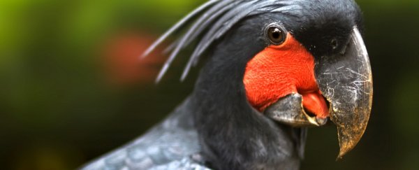 These birds are the only other animals that can drum like humans