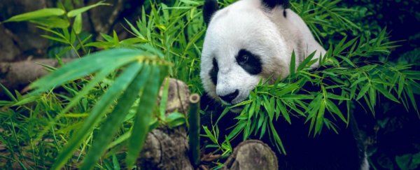 Panda gut bugs haven’t kept up with evolution, study finds
