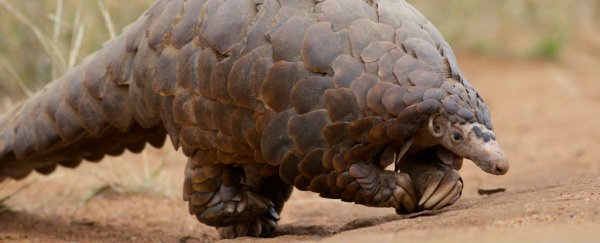 Watch: The way pangolins climb trees is really weird