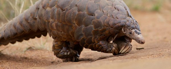 A trade ban has just been placed on the world's most heavily trafficked animal