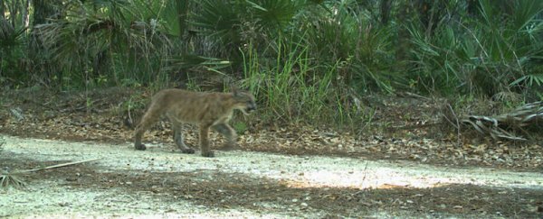 Panther kittens have been seen outside their Florida territory for the first time since 1973