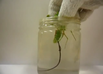WATCH: Impossibly long parasite exits its living host