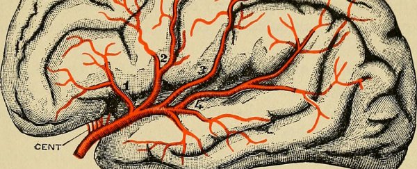 There's mounting evidence that Parkinson's starts in the gut - not the brain