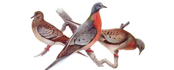 These pigeons went from billions to extinct, and humans need to take note
