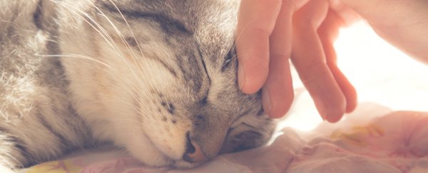 Do cats purr when humans aren't around?