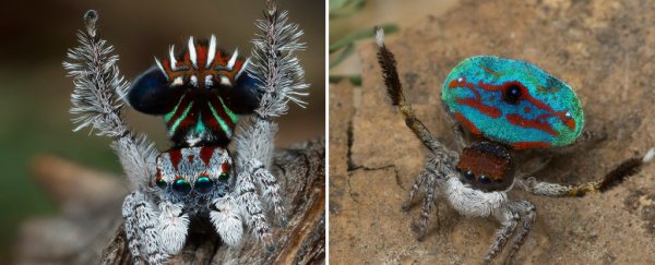 These 7 new species of adorable little peacock spiders will make you go 'aww'