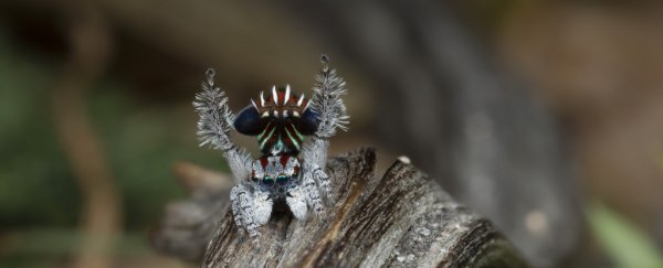 Here's why beauty matters in the animal world