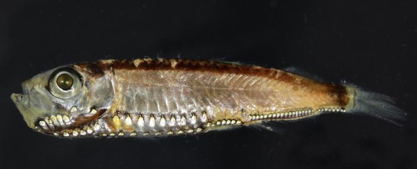 Scientists have found an entirely new type of eye cell in these deep-sea fish