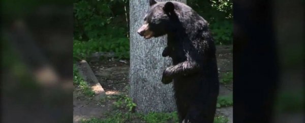 Pedals, our beloved upright bear, has reportedly been killed