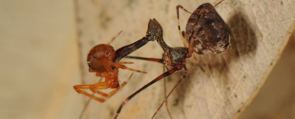 Newly discovered cannibalistic spider totally looks like... a pelican