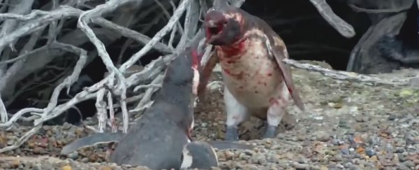 Nat Geo just captured this bloody penguin battle, and it's very upsetting