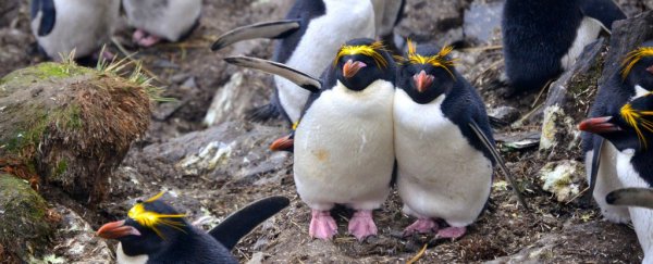Scientists need your help looking at photos of adorable penguins. Seriously