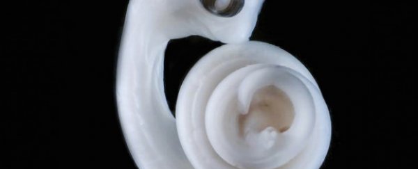 Here's why some animals have two penises
